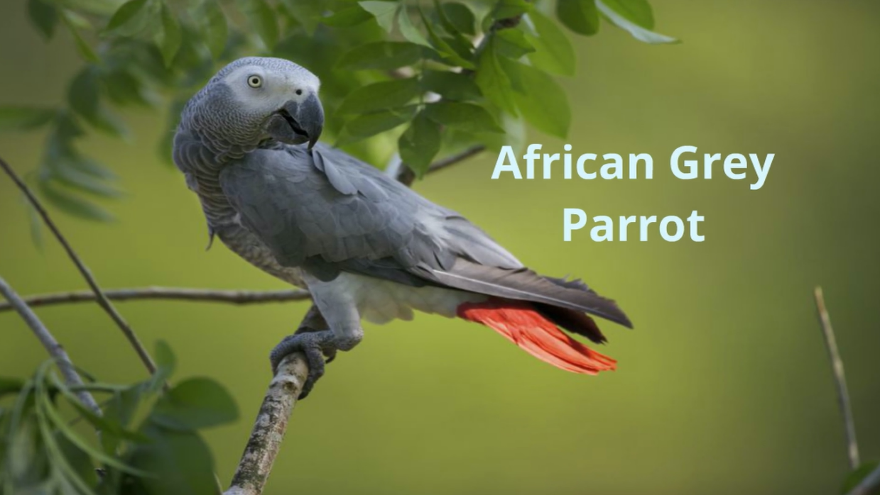 Assassin's Creed Syndicate